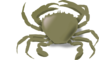 A Crab Clip Art